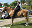 Mountain Pleasure Horse/Appalachian Purebred Gaited Horse