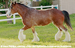 Clydesdale