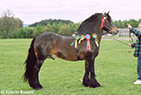 Dales Pony