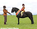 Dartmoor Pony