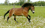 Exmoor Pony