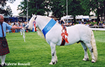 Highland Pony