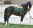 Kerry Bog Pony