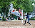 Lipizzan