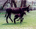 American Mammoth Jackstock