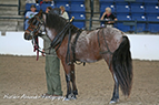 Newfoundland Pony